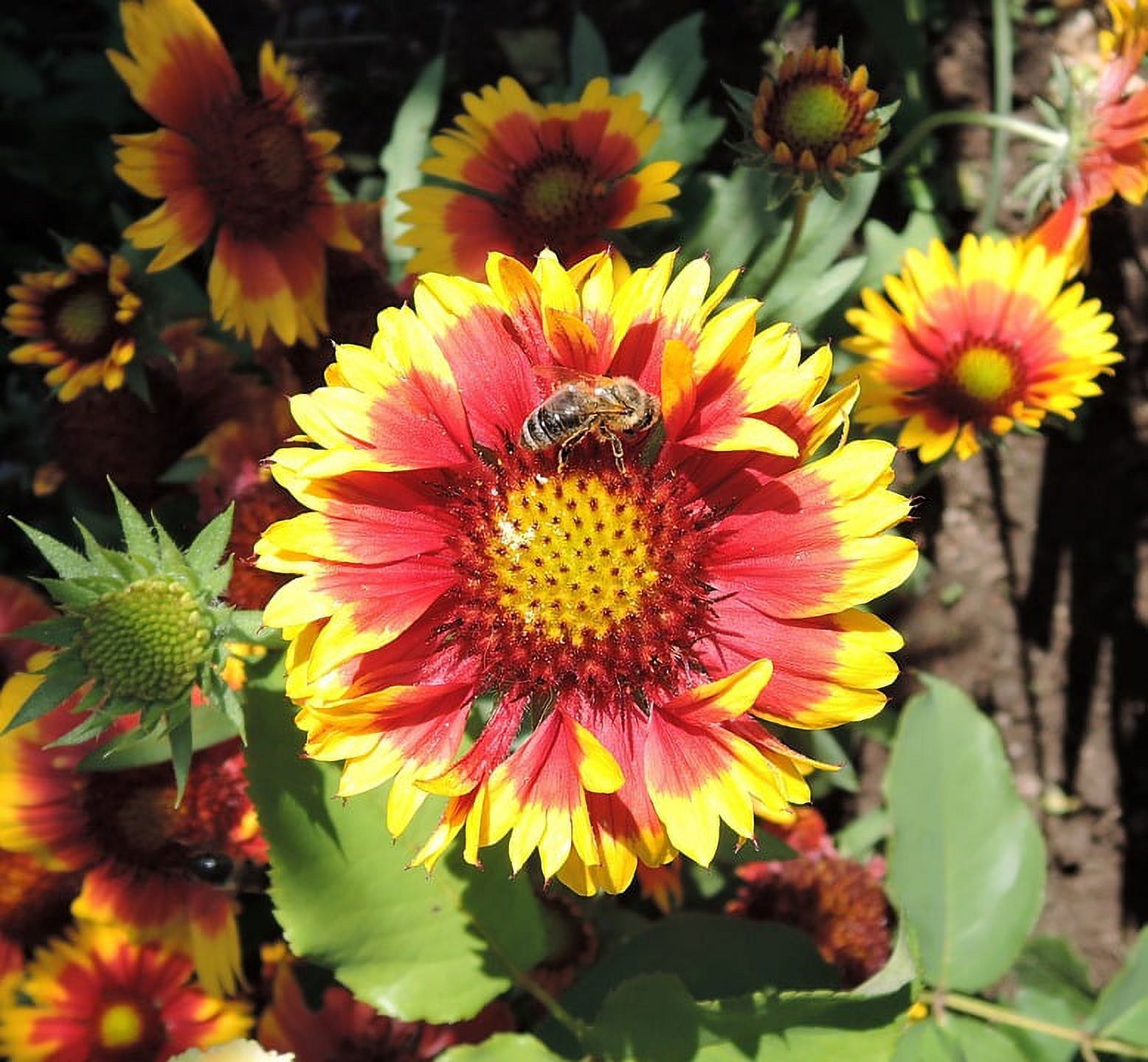 Summer Blanket Bloom Blossom Gaillardia Flower Laminated Poster Print