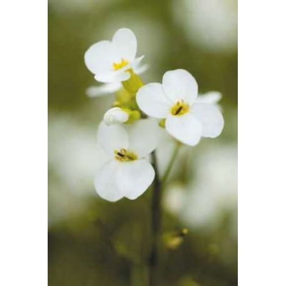 Summer Bloom III Poster Print by Erin Berzel (24 x 36)