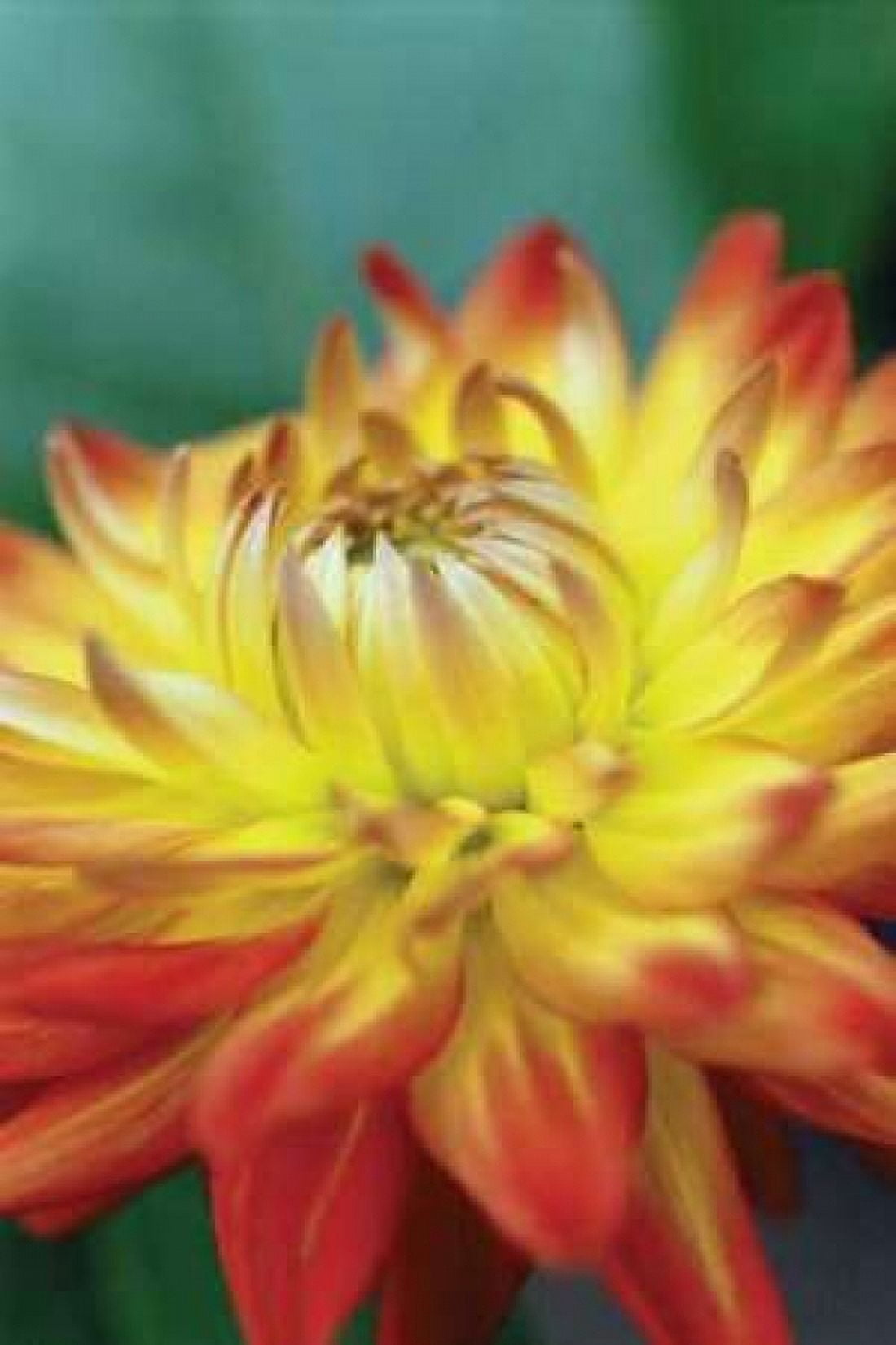 Summer Bloom XV Canvas Art - Erin Berzel (12 x 18)