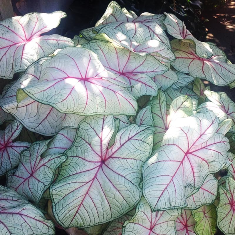 Caladium Deer Resistant