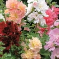 thumbnail image 1 of Summer Carnival Mix Hollyhock - Alcea - Quart Pot, 1 of 1