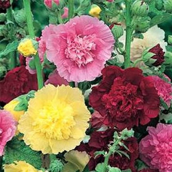 Summer Carnival Mix Hollyhock Seeds 0.25 Oz | Alcea rosea | 112–119 Days | 48–72" Tall with 4" Double Blooms | Yellow, Red, Rose, White, Orange | Perennial in Zones 6–8 | Cottage Garden Favorite