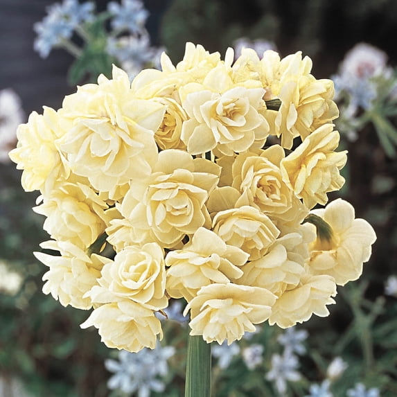 Summer Cheer Daffodil Dormant Spring Flowering Bulbs 5 Pack