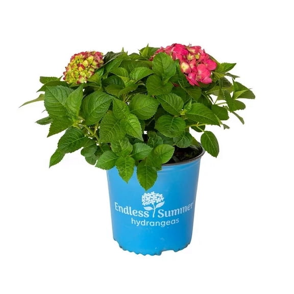 Summer Crush Endless Summer Hydrangea (2 Gallon) Flowering Deciduous Shrub - Part Shade Live Outdoor Plant