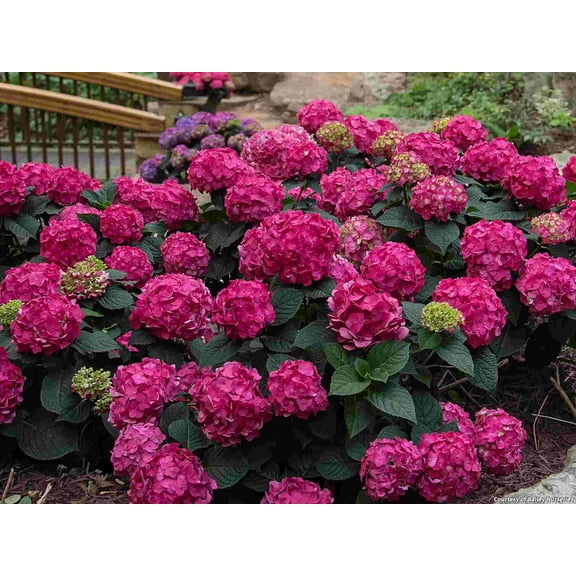 Summer Crush Endless Summer Hydrangea - 3 Gallon Shrub
