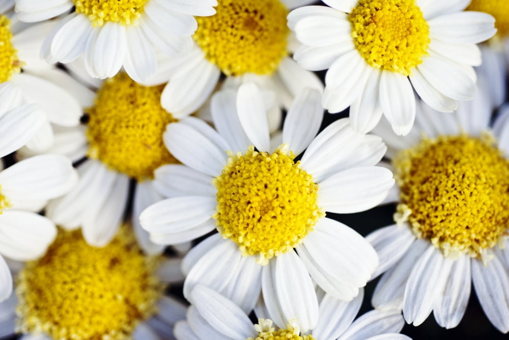 Summer Daisies (Anthemis Punctata) Cluster Of White Blossoms View From Above Canvas Art - Ray Laskowitz Design Pics (17 x 11)