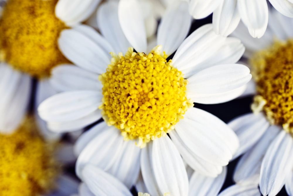 Summer Daisy (Anthemis Punctata) Close-Up Of White And Yellow Blossom Canvas Art - Ray Laskowitz Design Pics (34 x 22)
