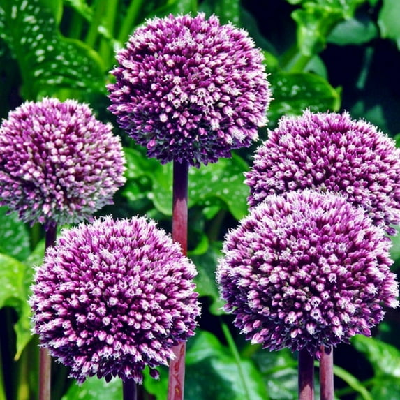 Summer Drummer Allium Flower Bulbs - 3 Bulbs per Pack - Attracts Butterflies and Hummingbirds - Deer Resistant - Good as Cut Flowers - Perennializing - Easy to Grow Live Plants - Outdoor Garden
