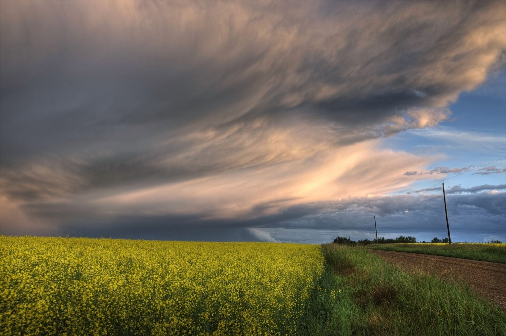 Summer Evening Storm Blowing Over Ripe Canola Fields Central Alberta Canvas Art - Dan Jurak Design Pics (34 x 22)