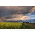 thumbnail image 1 of Summer Evening Storm Blowing Over Ripe Canola Fields, Central Alberta Poster Print (34 x 22), 1 of 3