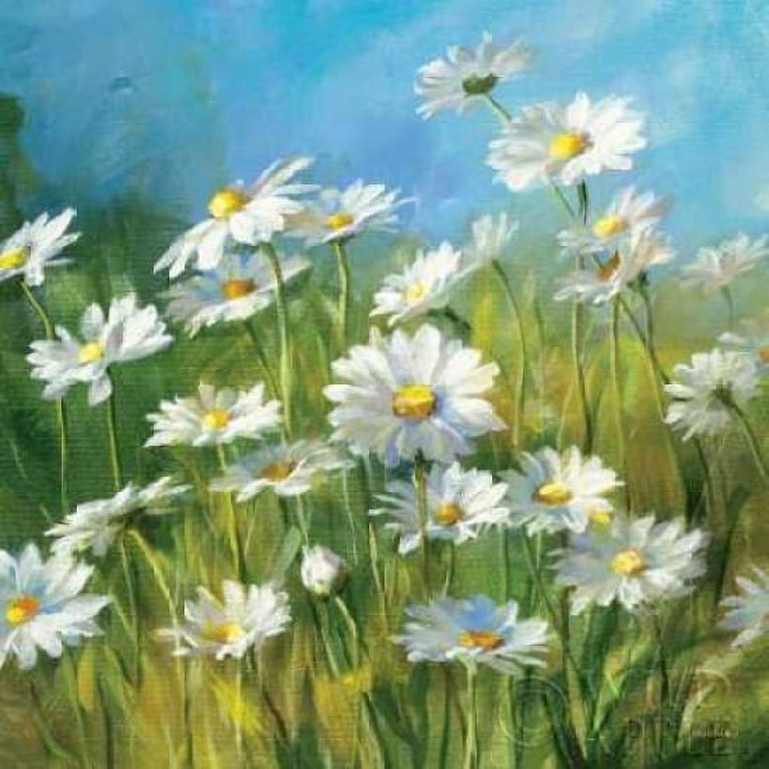 Summer Field II Canvas Art - Danhui Nai (24 x 24)