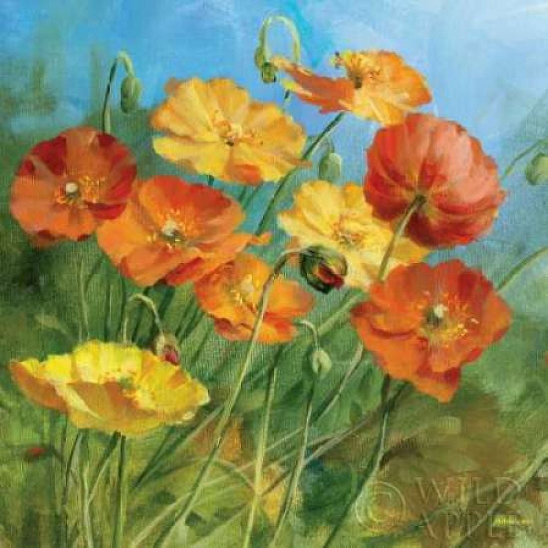 Summer Field IV Canvas Art - Danhui Nai (24 x 24)