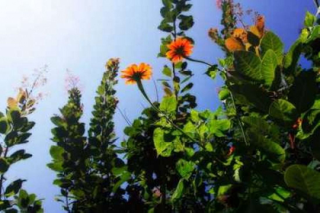 Summer Garden I Canvas Art - Alan Hausenflock (20 x 28)