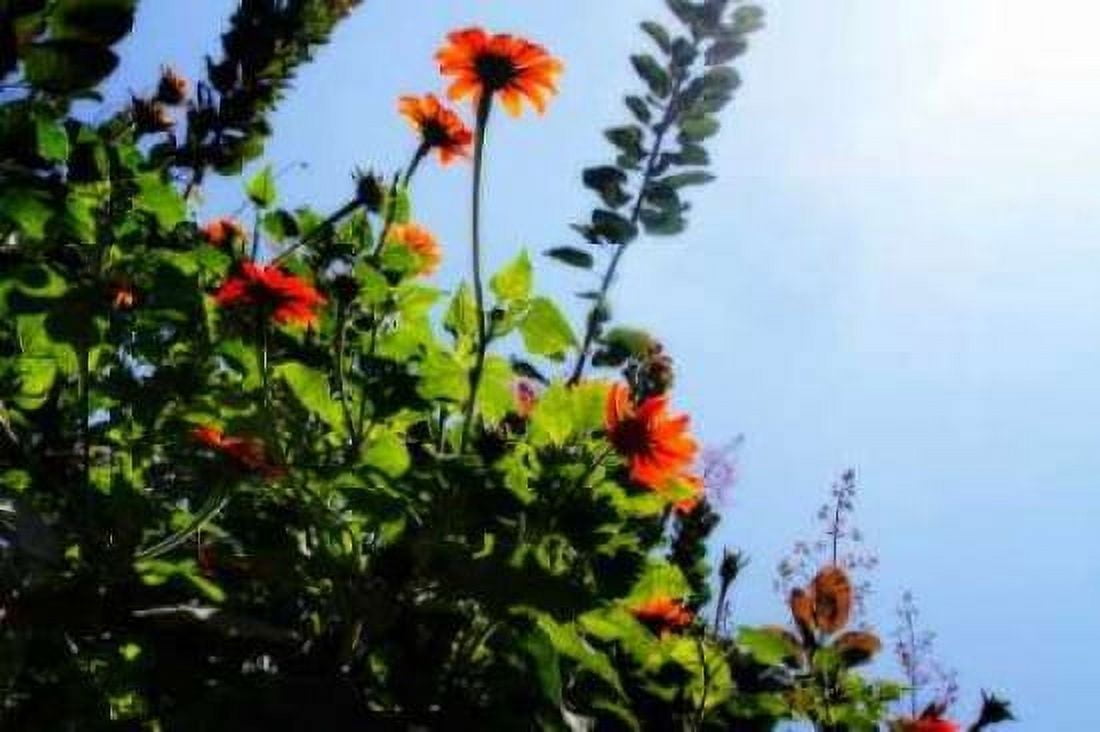 Summer Garden II Canvas Art - Alan Hausenflock (20 x 28)