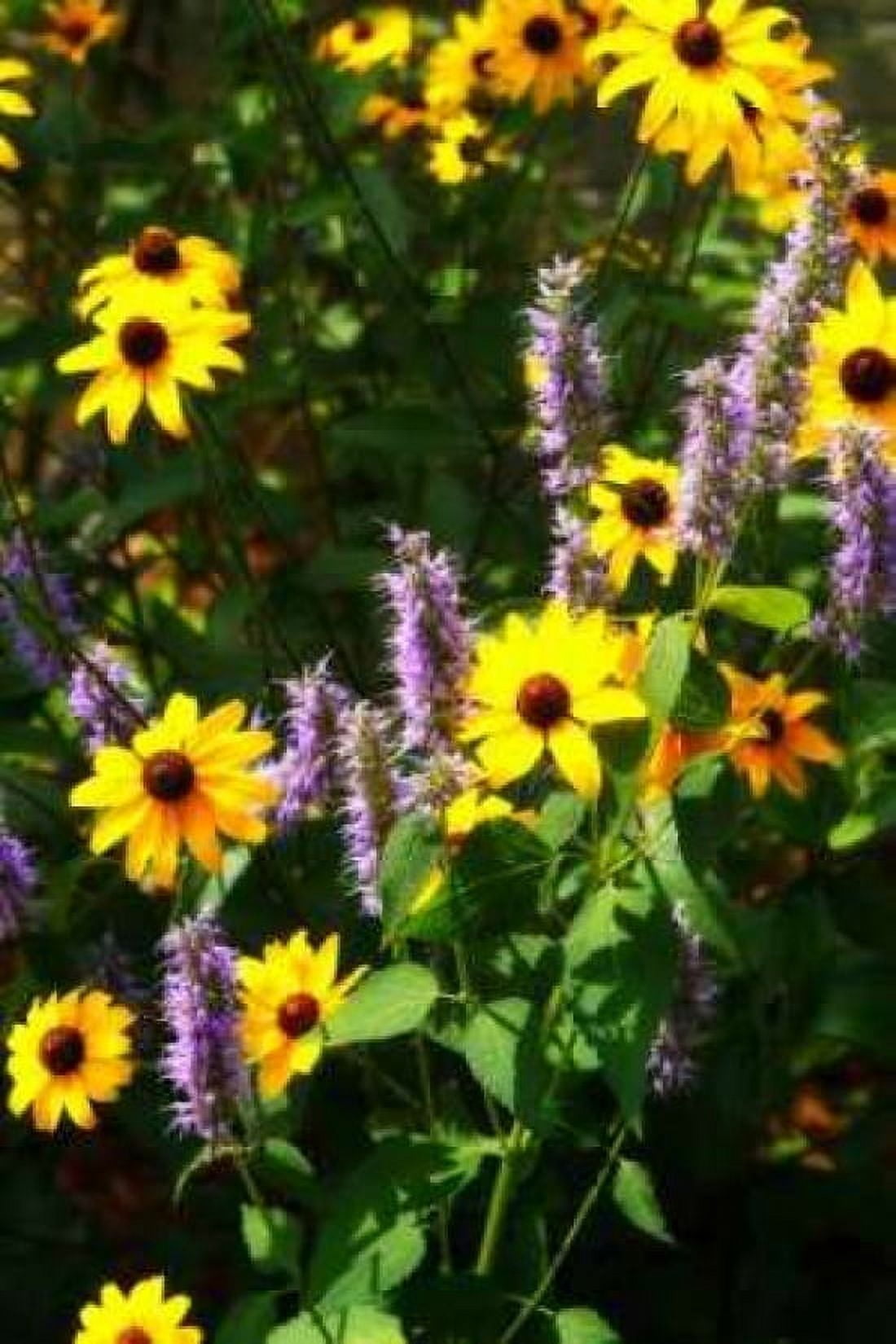 Summer Glory I Canvas Art - Alan Hausenflock (20 x 28)
