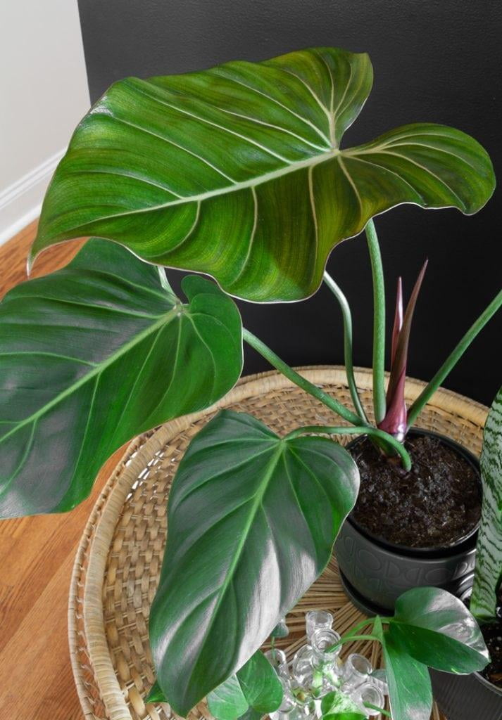 Summer Glory Philodendron-Tropical Indoor Plant-Air Purifying Qualities  10" Pot