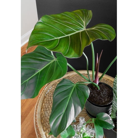 Summer Glory Philodendron-Tropical Indoor Plant-Air Purifying Qualities 10" Pot