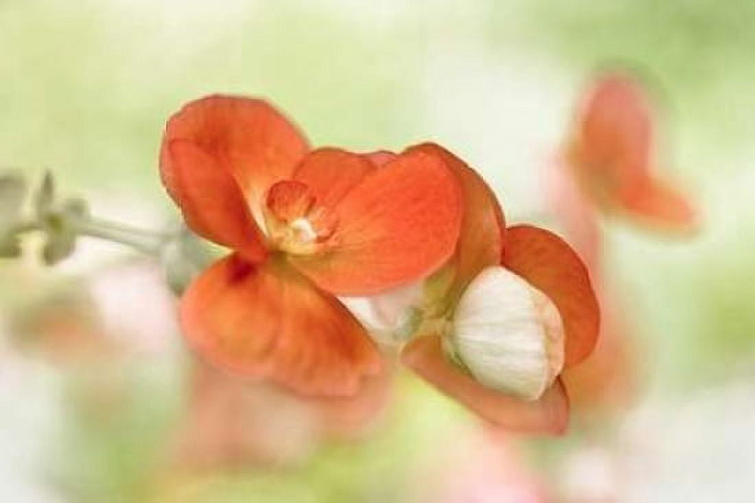 Summer Glow Canvas Art - Mandy Disher (12 x 18)