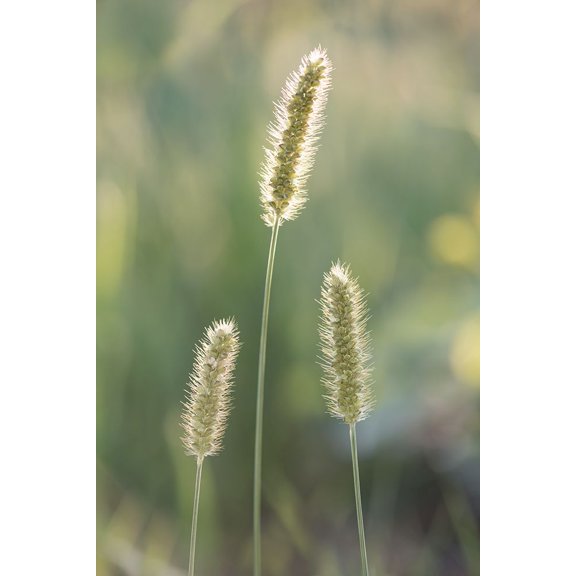 Summer Glow Poster Print - Dmitry Kirshner (24 x 36)