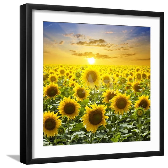 Summer Landscape Beauty Sunset over Sunflowers Field, Framed Art Print Wall Art by nadiya_sergey Sold by Art.Com