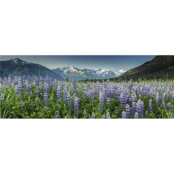 Summer Landscape of Lupine Flowers Along Turnagain Arm with Chugach Mountains in Background Near Girdwood Alaska Poster Print by Jeff Schultz, 36 x 13 - Large
