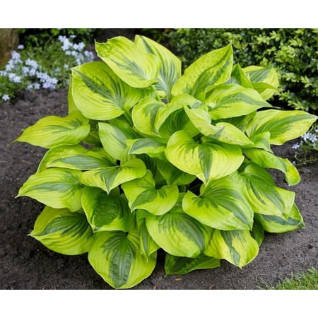 Summer Lovin Hosta - Lemon Lime Leaves - 4" Pot - Shade Perennial