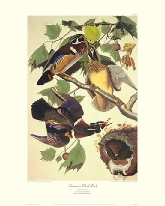 Summer Or Wood Duck (decorative border) Canvas Art - John James Audubon (24 x 30)
