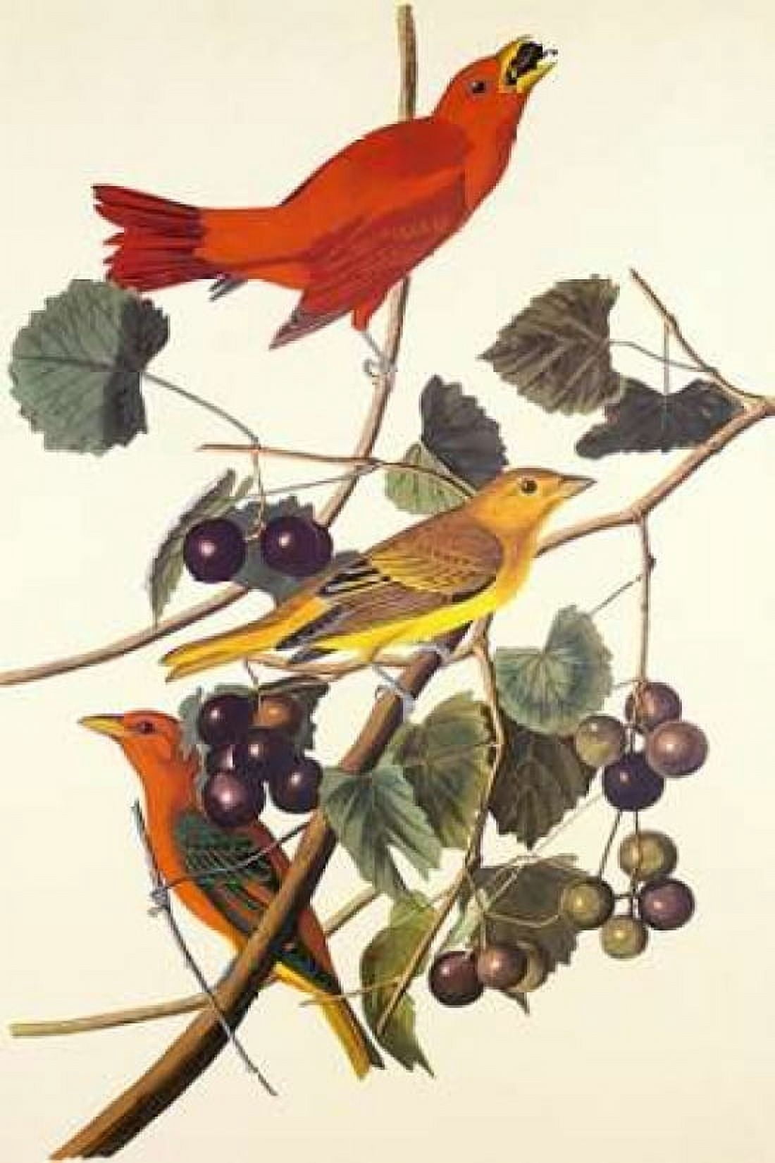 Summer Red Bird Canvas Art - John James Audubon (12 x 18)