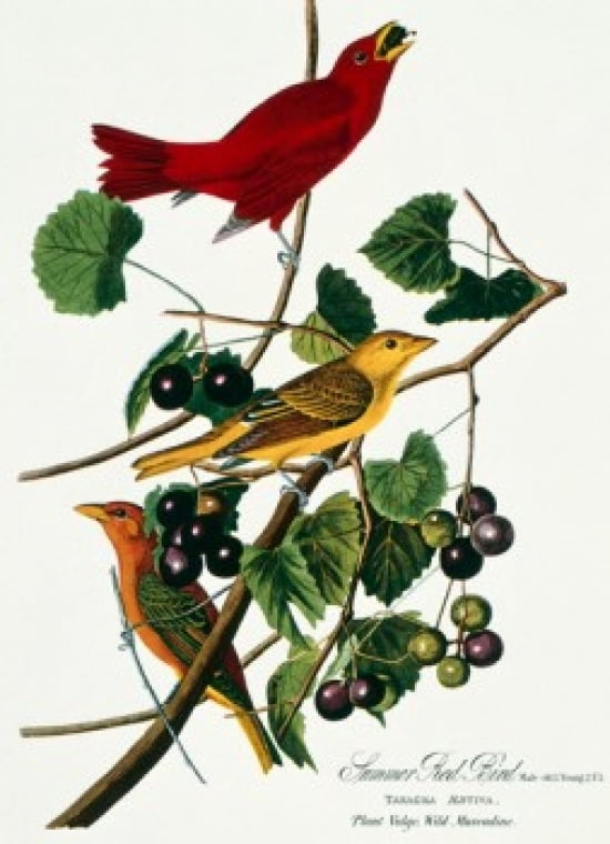 Summer Red Bird by John James Audubon lithograph (1785-1852) Canvas Art - John James Audubon (24 x 36)