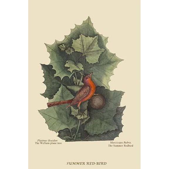 Summer Redbird-Fine Art Canvas Print (20" x 30")