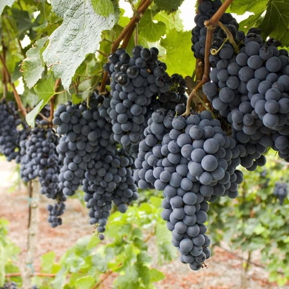 Summer Royal Grape Vines Live Plants for Planting, 5-10" Grape Tree for Outdoor Garden, Dormant in Winter, Cold Hardy, Sweet Flavor
