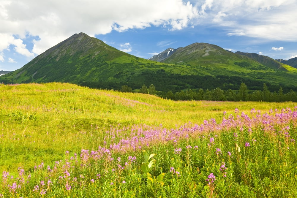 Summer Scenic Of Fireweed Wildflowers In A Green Meadow In Turnagain Pass On Alaskas Kenai Peninsula Canvas Art - Michael DeYoung Design Pics (17 x 11)