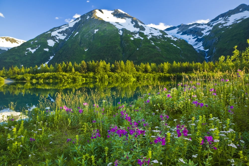 Summer Scenic In Portage Valley And Lake Lined With Wildflowers Chugach National Forest Alaska Canvas Art - Michael DeYoung Design Pics (17 x 11)