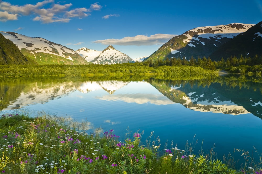 Summer Scenic In Portage Valley And Lake Lined With Wildflowers Chugach National Forest Alaska Canvas Art - Michael DeYoung Design Pics (17 x 11)