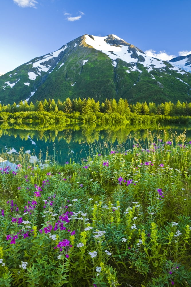 Summer Scenic In Portage Valley And Lake Lined With Wildflowers Chugach National Forest Alaska Canvas Art - Michael DeYoung Design Pics (22 x 34)