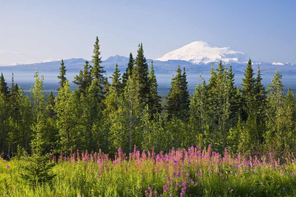 Summer Scenic Of Mt Sanford And The Wrangell Mountains With Fireweed In The Foreground Near The Nabesna Turnoff Southcentral Alaska Canvas Art - Michael DeYoung Design Pics (17 x 11)