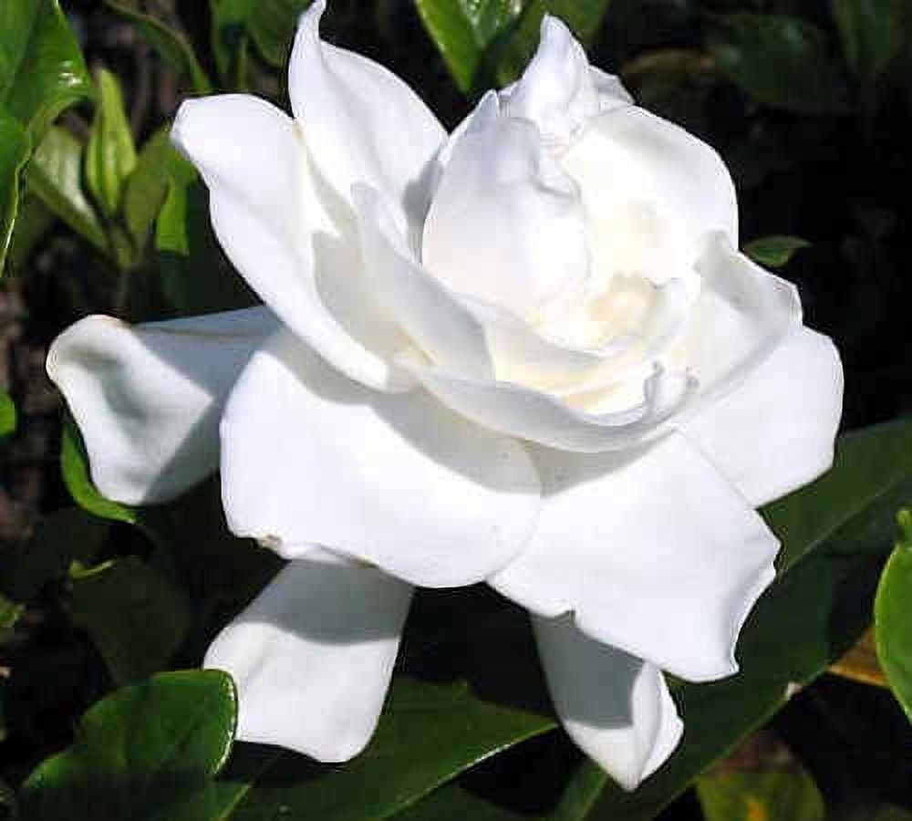Take A Look About Summer Snow Gardenia