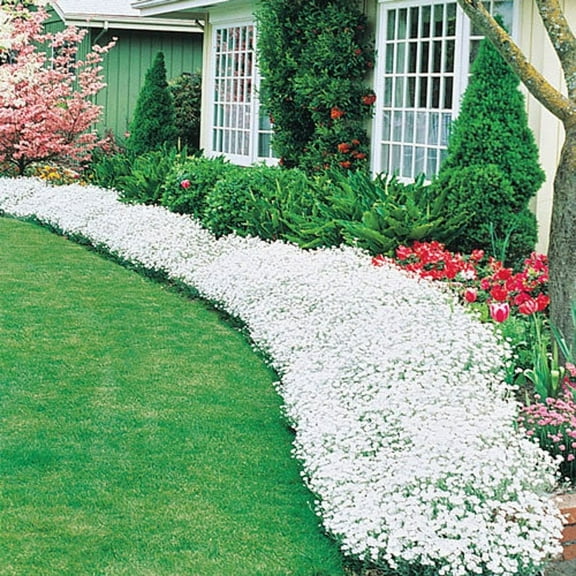 Summer Snow Vine - 250+ Seeds, Single Mix - Exotic White Ground Vine