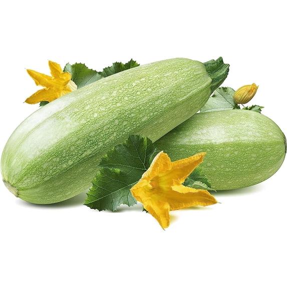Summer Squash, Zucchini Grey Seeds 4 grams