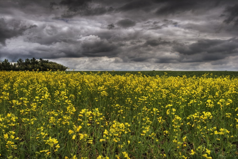 Summer Storm Clouds Over A Canola Field East Of Fort Saskatchewan Alberta Canvas Art - Dan Jurak Design Pics (17 x 11)