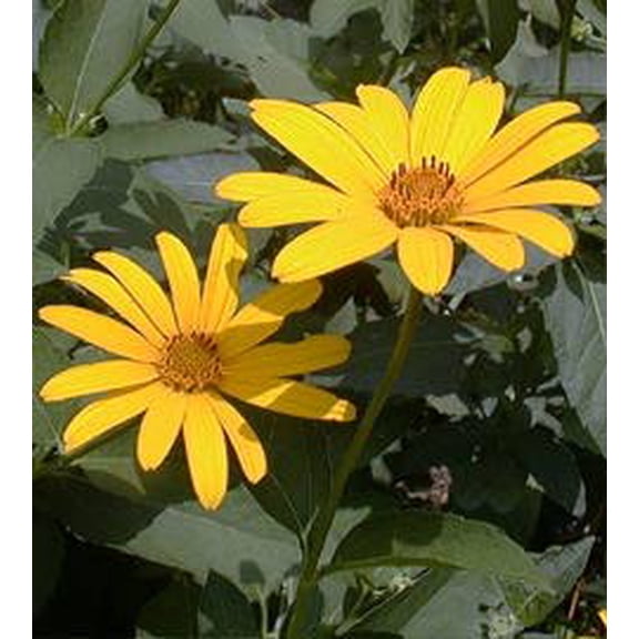 Summer Sun Heliopsis - Orange Sunflower - Quart Pot