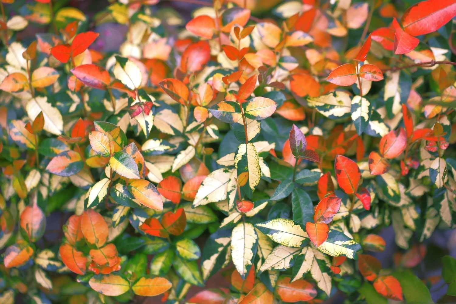 Summer Sunset Jasmine I 5 Live 4 Inch Pots I Trachelospermum Asiaticum I Vibrant Orange-Red Blooms for Sunny Gardens, Easy-to-Grow, Drought-Resistant, Ideal for Patios and Landscaping