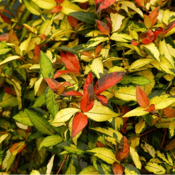Summer Sunset Jasmine Plant Live for Planting, Trachelospermum Asiaticum - Colorful Groundcover Vine, 3-5 Inch Tall