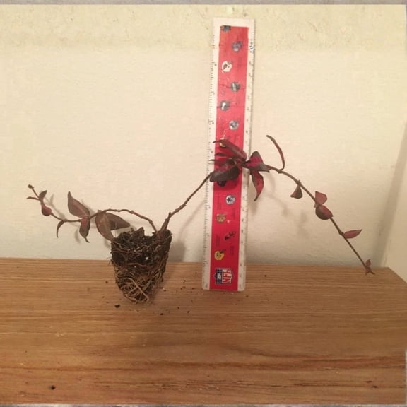 Summer Sunset Jasmine Live Starter Plant (1 Plant) – Less Than 12 Inches Tall