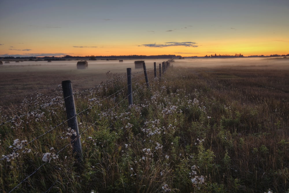 Summer Sunset Over Mist-Covered Pasture Central Alberta Canvas Art - Dan Jurak Design Pics (17 x 11)
