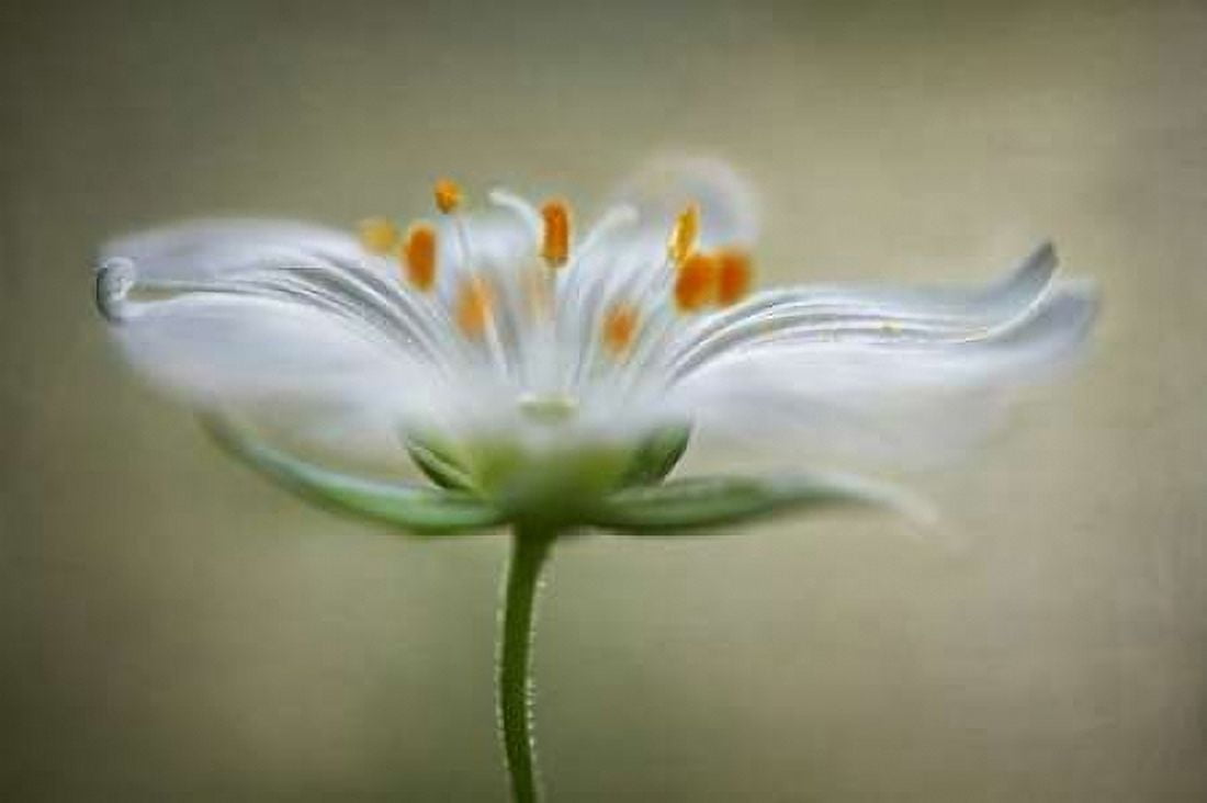 Summer Swirl Canvas Art - Mandy Disher (24 x 36)