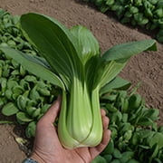Summer Zest Pak Choi Seeds   2 g 216 Seeds, Non-GMO, F1 Hybrid, Brassica rapa