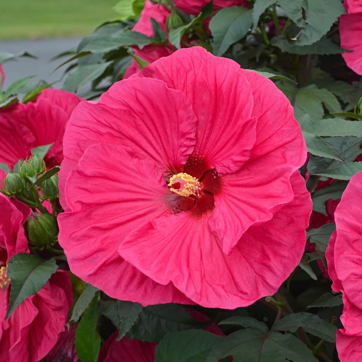 Summer in Paradise Red Flowering Perennial Hibiscus Plant Set