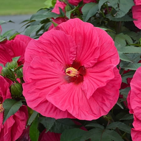 Summer in Paradise Red Flowering Perennial Hibiscus Dormant Bare Root Starter Plant Roots, 3 Plants per Offer