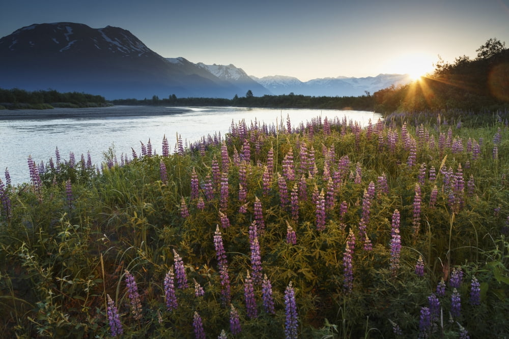Summer landscape of Lupine flowers along Placer River with Chugach Mountains in background at sunrise Alaska Canvas Art - Jeff Schultz Design Pics (19 x 12)